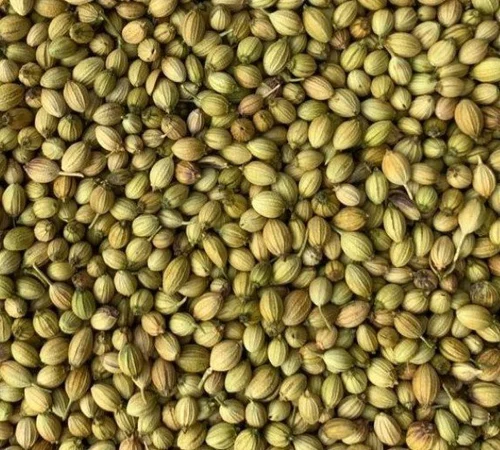 Coriander Seeds (Dhania)